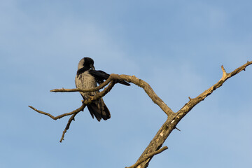 Bird on a branch. - 734029590