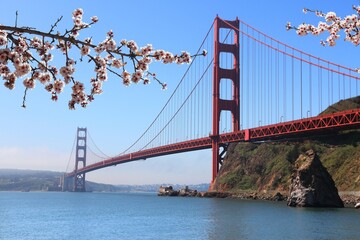 Sunny day in California - Golden Gate Bridge in San Francisco. Spring time cherry blossoms.