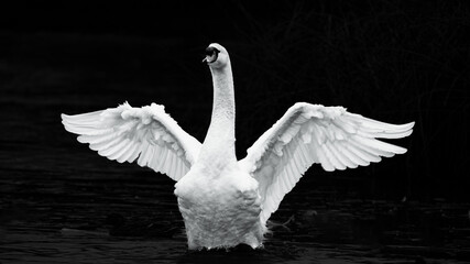 Mute Swan stretching wings