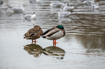 Mallards on ice sleeping