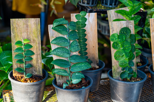Monstera Dubia growth tree growing on a board artificial support, pots with plants at the market exhibition sale