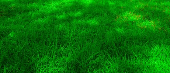 Green grass texture for background 