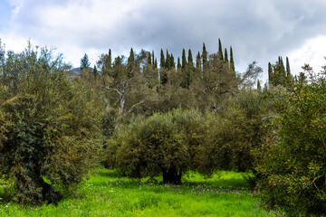 Old olive grove - Corfu, Greece	