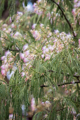 Flores del árbol acacia de Constantinopla. Albizia julibrissin