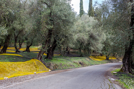 Old olive grove with harvest nets