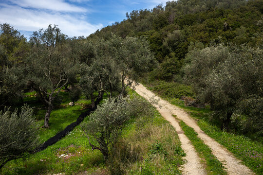 Old olive grove in Corfu, Greece