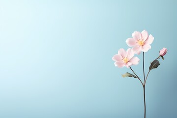 An HD photograph showcasing a little flower on a solid pastel backdrop, leaving room for creative text placement.