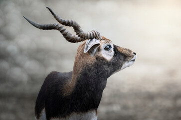 portrait animalier d' antilope Antilope cervicapre.