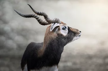 Brushed aluminium prints Antelope portrait animalier d' antilope Antilope cervicapre.