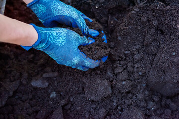 spring work in the garden. Hands in gloves in the ground.