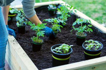  Spring work in the garden. Hands planting tomato and zucchini seedlings in the ground.