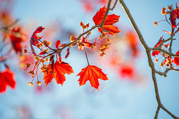 Maple blossom. red young leaves and inflorescences against a background of blue sky.