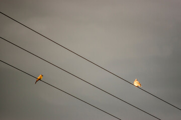 pequeño pájaro amarillo posado sobre los cables de luz en un día nublado