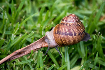 Primer plano de un caracol de tierra