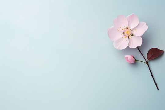 Beautifully composed top-view image of a small flower on a solid pastel surface, designed for personalized text inclusion.