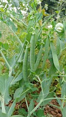 Green peas grow in the garden. Beautiful close up of green fresh peas and pea pods. Healthy food. Selective focus on fresh bright green pea pods on a pea plants in a garden