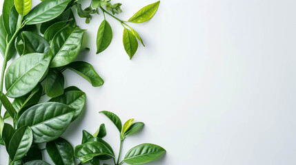 Copy space with green leaf nectar green tea on white background