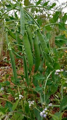 Obraz premium Green peas grow in the garden. Beautiful close up of green fresh peas and pea pods. Healthy food. Selective focus on fresh bright green pea pods on a pea plants in a garden