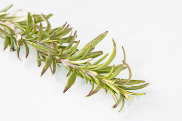 Close-up of a sprig of fresh rosemary isolated on a white background.