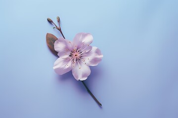 Captivating top-down shot of a small flower on a lively pastel surface, ideal for incorporating personalized text.