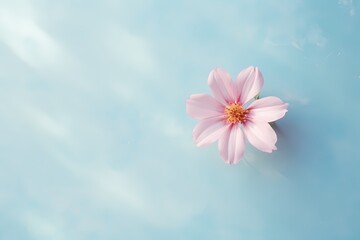 Captivating top-down shot of a small flower on a lively pastel surface, ideal for incorporating personalized text.