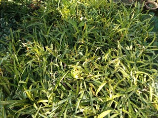 Croton plant or Codiaeum variegatum.