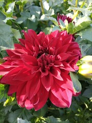 Natural Blooming Colorful Dahlia Flowers