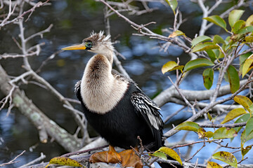 A healthy anhinga water bird drying it's wings.