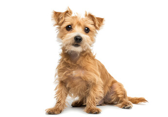 a small belgiancrested terrier sitting down in front 