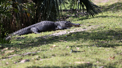 An American alligator by a marsh in South Florida.