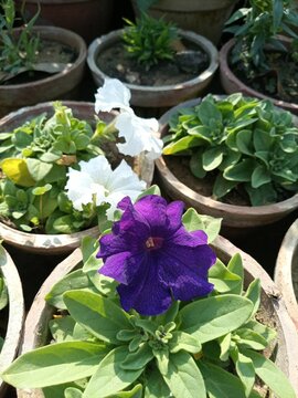 beautiful purple flowers in the garden