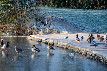 Ducks on frozen lake