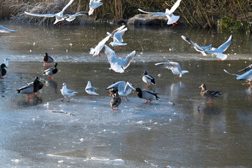 ducks on the frozen lake