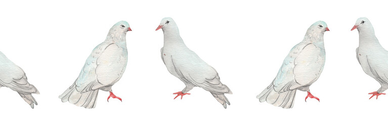 Watercolor birds flying pigeons border. Birds seamless border. Hand painted illustration in natural colors on white backround.