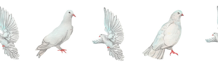 Watercolor birds flying pigeons border. Birds seamless border. Hand painted illustration in natural colors on white backround.
