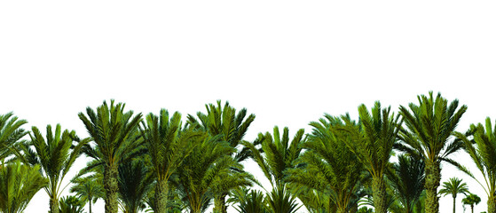 Palm tree garden on transparent background