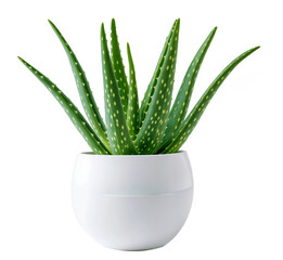 aloe vera plant and herb in white pot PNG transparent background 