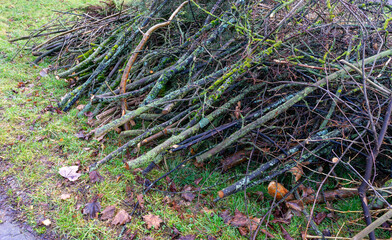 Branches are cut back in spring