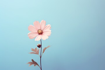 Delicate little flower viewed from the top, set against a solid, bright pastel background, with ample space for accompanying text.