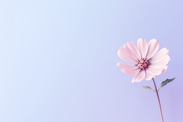 Delicate little flower viewed from the top, set against a solid, bright pastel background, with ample space for accompanying text.
