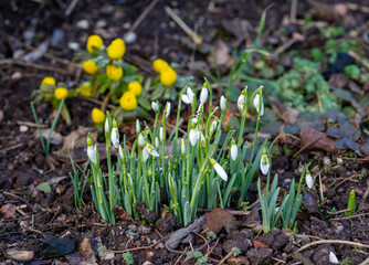 Spring bloomers in the garden in the bed