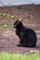 retrato de un gato negro