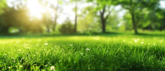 Foto op Aluminium Weide Beautiful blurred green meadow field