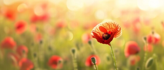 Blooming poppy on blurred background.