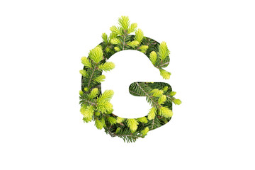 letter G made from green pine needles isolated on white