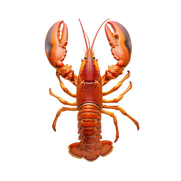 Lobster isolated on transparent background.