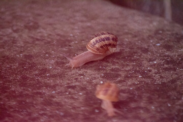 Primer plano de un caracol de tierra