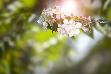 Blooming fresh tree flowers in the spring garden.