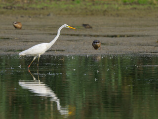 A Great Egret standing in a pond