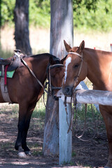 Fotografía de los caballos en el bosque